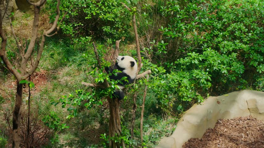 Giant panda relaxing in a tree at Chengdu Panda Base, China,Giant panda climbing tree in forest in China