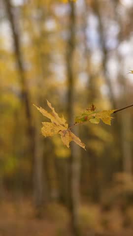 golden, autumn, forest, leaves, sunlight