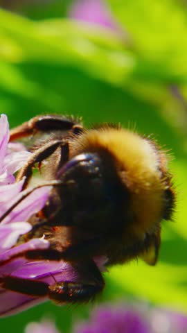 Bumblebee lands on a purple flower. The insect