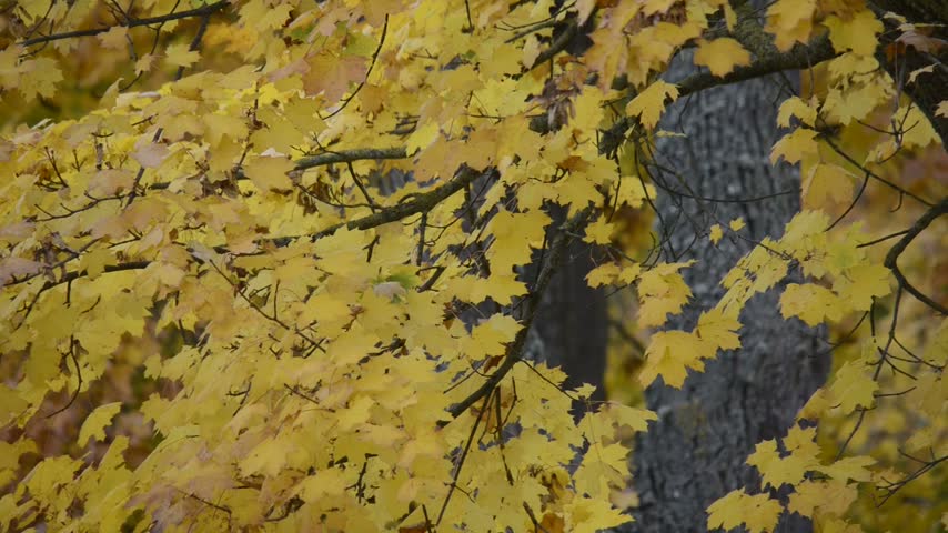 maple, autumn, yellow, leaves, woodland