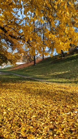 autumn, golden, foliage, forest, seasonal