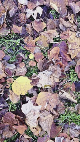 autumn, leaves, foliage, ground, forest