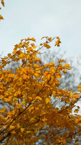 autumn, tree, foliage, leaves, landscape