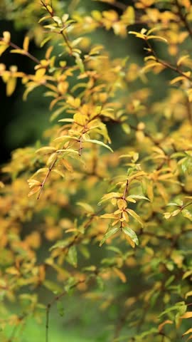 autumn, foliage, leaves, golden, seasonal