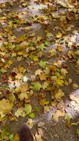 autumn, leaves, foliage, forest, seasonal