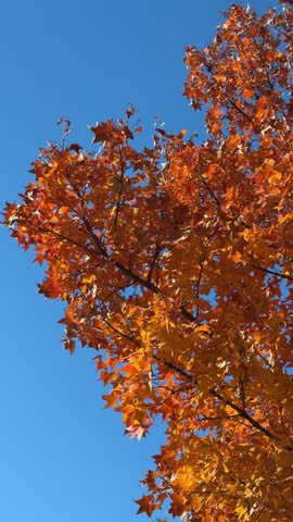 autumn, foliage, golden, leaves, tree