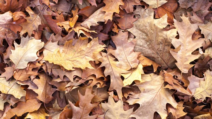 oak, leaves, autumn, foliage, woodland