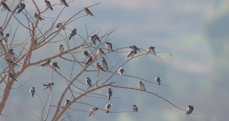 Rare: Barn Swallows perched on bare winter twigs groom and dry feathers; slow motion bird ethology.