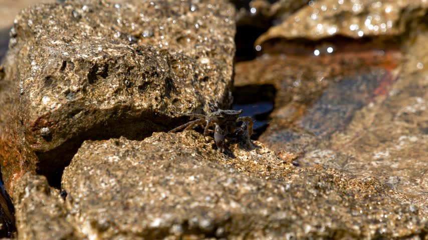 Marbled rock crab exploring coastal stone surface with eyestalks raised along rocky Croatian beach.