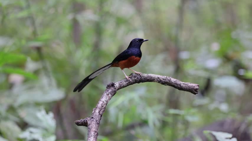 The White-rumped Shama on a branch