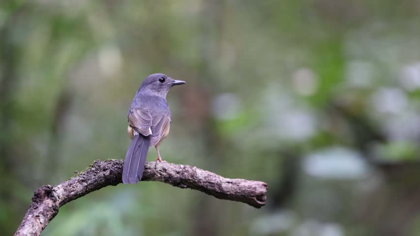 The White-rumped Shama on a branch