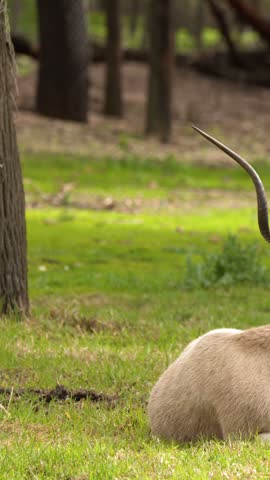 An endangered addax antelope sits quietly resting on sunny green grass in a zoo enclosure.