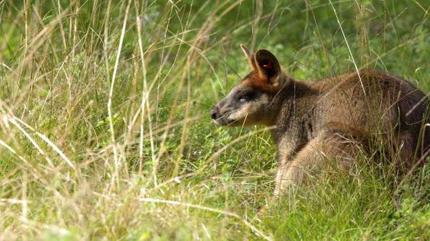An Australian swamp wallaby rests alert among tall dry grass in natural sunlight in Dubbo.