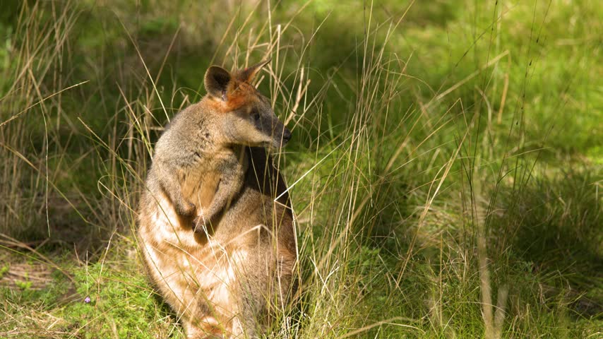 A native Australian wallaby rests attentively amidst sunny grass and bushland in Dubbo, Australia.