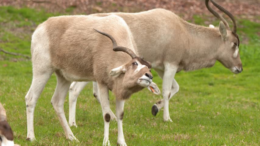An endangered addax antelope stands and looks around while grazing on a grassy plain.