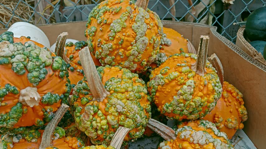 Pile of decorative Warty Goblin pumpkins with bumpy orange shell.