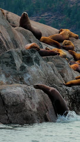 A colony of sea lions basking on a rocky shoreline. Authentic wildlife behavior captured in a natural marine environment, suitable for sustainability and nature documentaries.