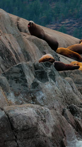 A colony of wild sea lions basking on a rocky shoreline with a forest background. Authentic wildlife behavior in a natural marine habitat.