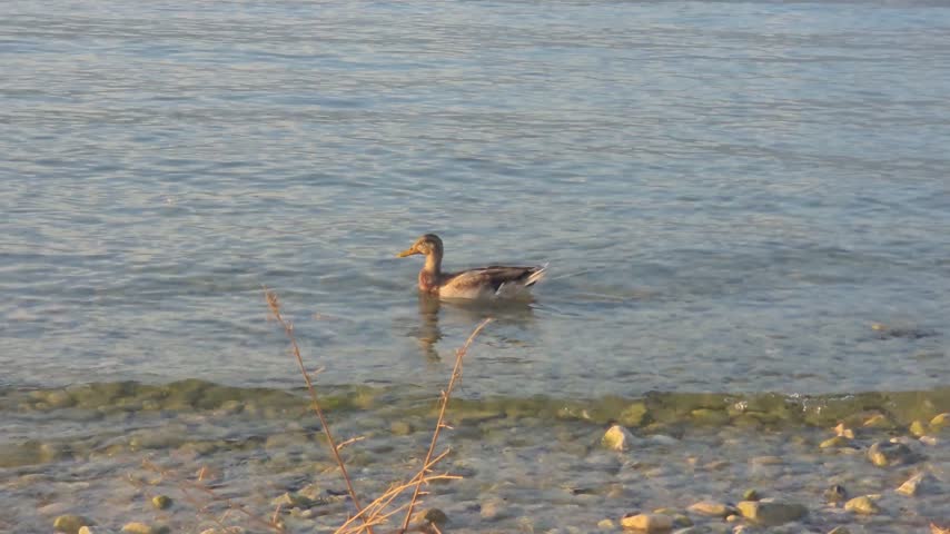 A wild duck floats peacefully on clear lake water near a rocky shore, surrounded by natural foliage in soft, golden afternoon lighting.