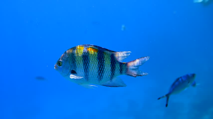 Indo Pacific sergeant major fish swimming underwater in vibrant blue ocean water cinematic nature footage.