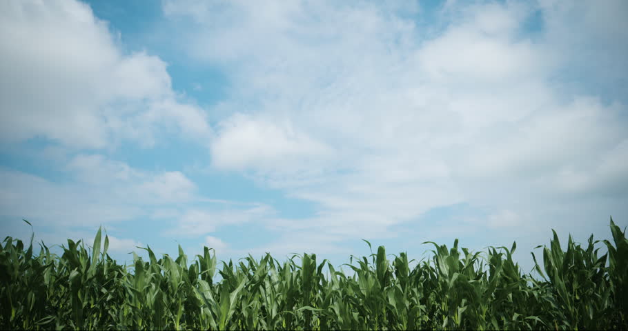 Green cornfield stretching beneath a blue sky with soft clouds. Agricultural landscape representing crop cultivation, food production and rural farming. 4K selective focus.