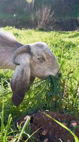 Goat Eating Fresh Green Grass  