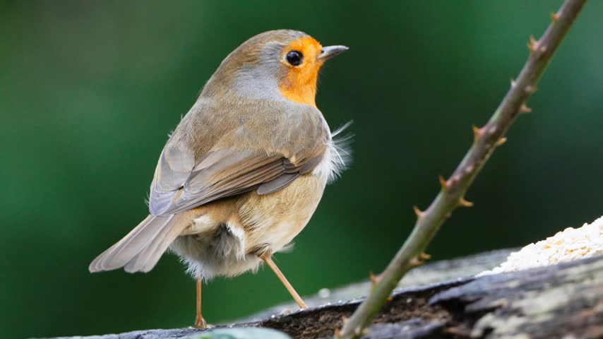 European Robin Perched on a Small Branch