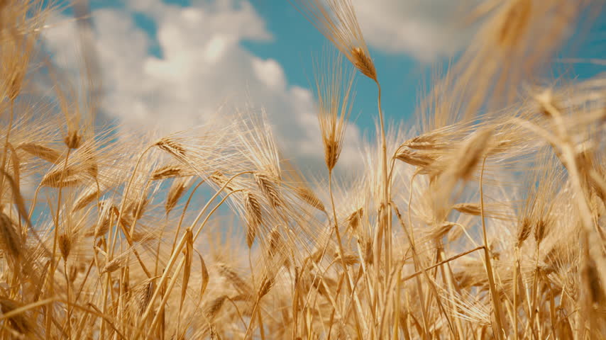 Golden barley field under blue sky with white clouds. Agricultural landscape representing grain production, harvest season and sustainable farming. 4K selective focus.