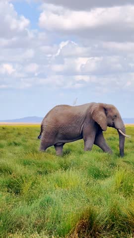 Elephant Walking Across Open Green Grassland