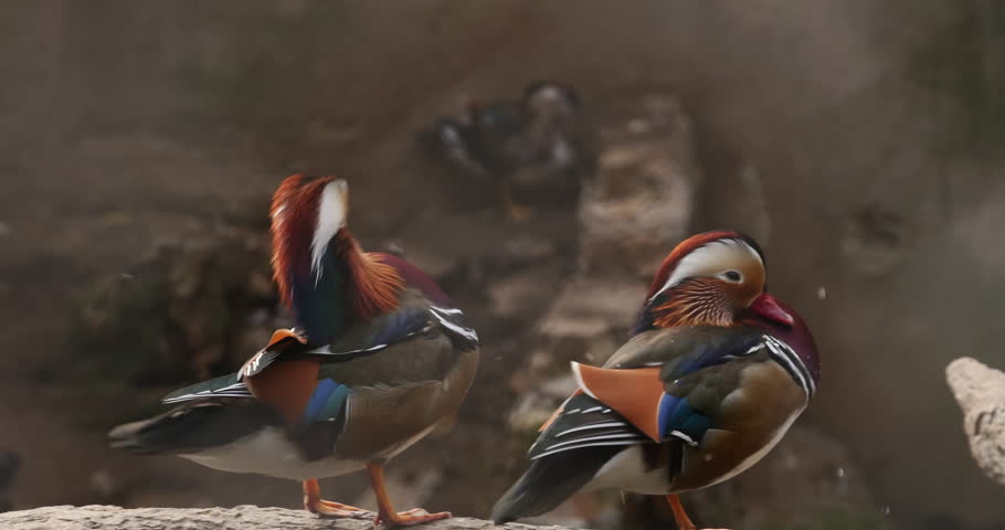 two striking mandarin ducks standing on a weathered stone ledge, their vibrant orange, blue, and green plumage creating a stunning visual display. The iconic sail feathers and distinctive head crests showcase the exotic beauty of these ornamental waterfowl, while a third duck softly blurs in the background. This richly detailed, colorful composition is perfect for zoo, wildlife, birdwatching, and nature documentary-themed photo and video projects celebrating avian diversity