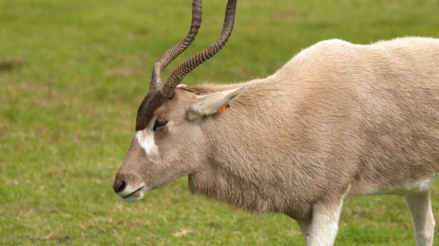 Medium close-up profile shot of an addax antelope chewing food on open green grass.