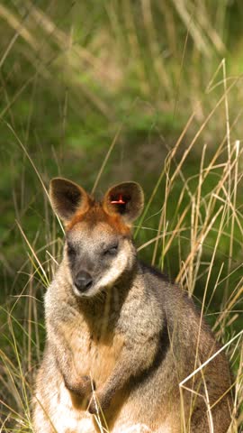 Medium shot of an Australian swamp wallaby resting quietly in bright natural sunlight in Dubbo.