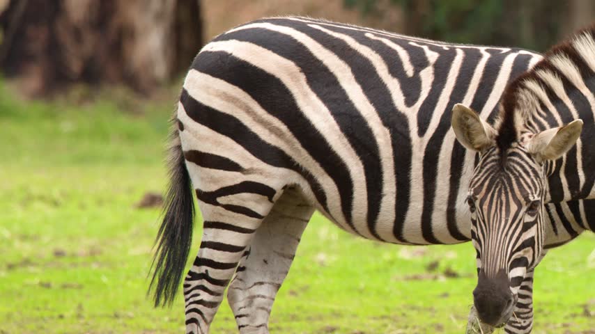 Two zebras stand on bright green grass in an open wildlife sanctuary pasture.