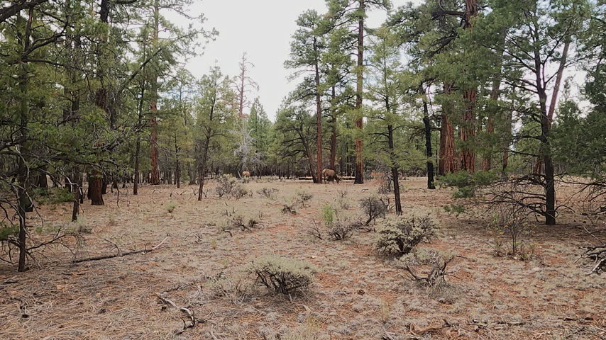 An open pine forest clearing with dry ground and elk grazing in the distance