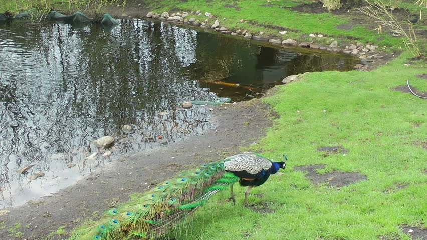 Peacock on green meadow near lake