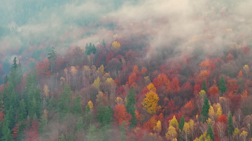 Beautiful mountain landscape in fall with colorful trees and white fog , aerial view . Misty forest
