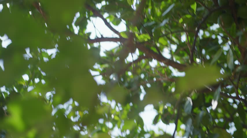 Sunlight Shining through Orange Tree and Oranges Dangling from Tree