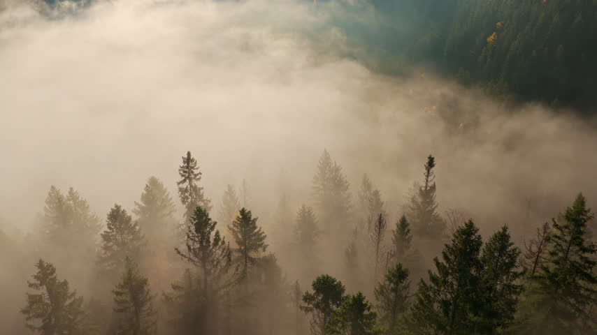 Beautiful mountain landscape in fall with colorful trees and white fog , aerial view . Misty forest