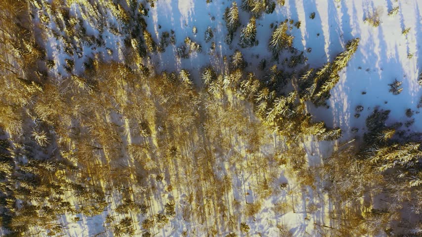 High snowy mountain covered with evergreen fir trees on a sunny cold day