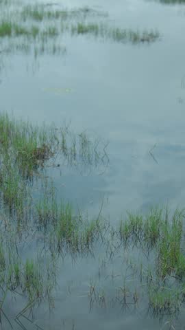 Still water with green grass reflecting sky, showing a calm natural wetland area