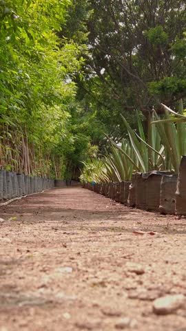 Narrow garden path passes between potted agave plants and dense green foliage. Natural walkway creates peaceful outdoor setting surrounded by lush vegetation and trees