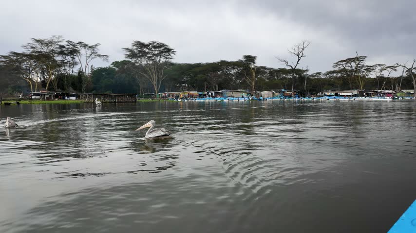 Wide boat shot moving around pelicans swimming on stormy Lake Naivasha, Kenya