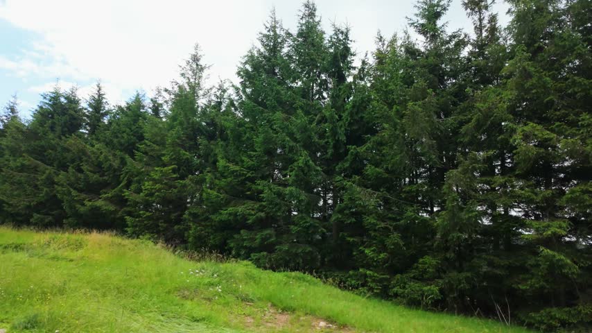 Serene Pine Forest and Mountain Landscape Under Blue Sky

