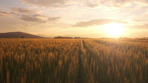 AERIAL: Flight over the wheat field in sunset