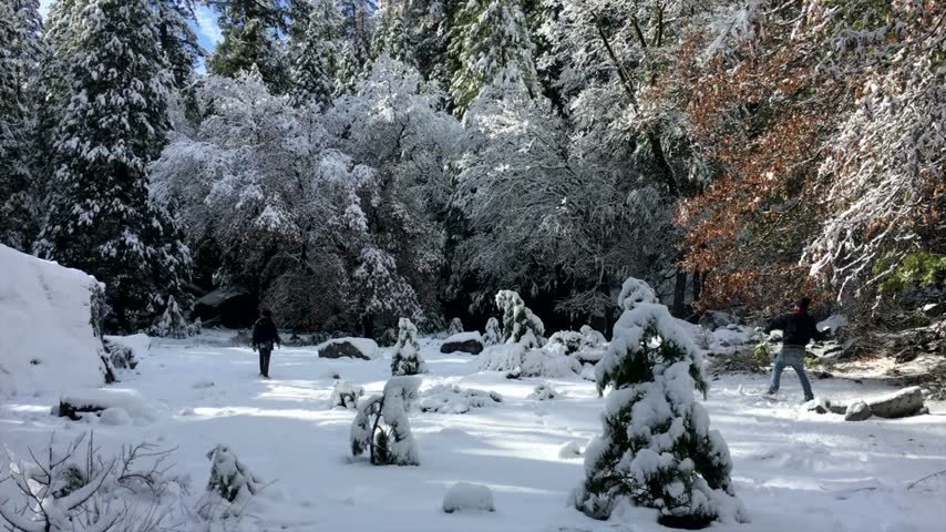 Gentle snow falling on a frosted winter landscape with evergreen trees and distant figures during a serene daytime snowfall