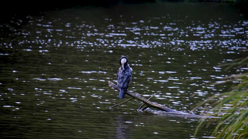 Solo Pied shag Kāruhiruhi Phalacrocorax varius native bird cleaning and grooming on tree branch over lake in New Zealand Aotearoa