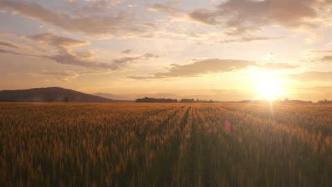 AERIAL: Flight over the wheat field in sunset