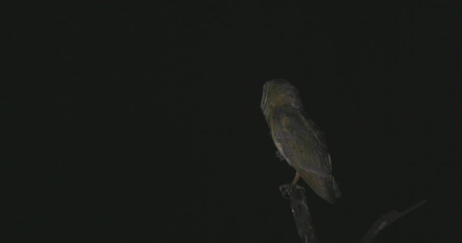 Barn Owl rotates head 180 degrees on tree stump at night; slow motion hunting predator