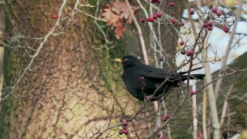 Blackbird Perched on a Bush