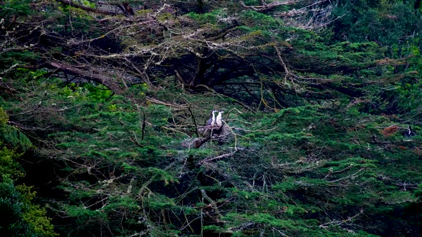 Pied shag Kāruhiruhi Phalacrocorax varius native birds nestling in tree top in New Zealand Aotearoa